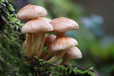 Fantastic Fungi (reference to the documentary film “Fantastic Fungi” directed by Louise Schwartzberg)