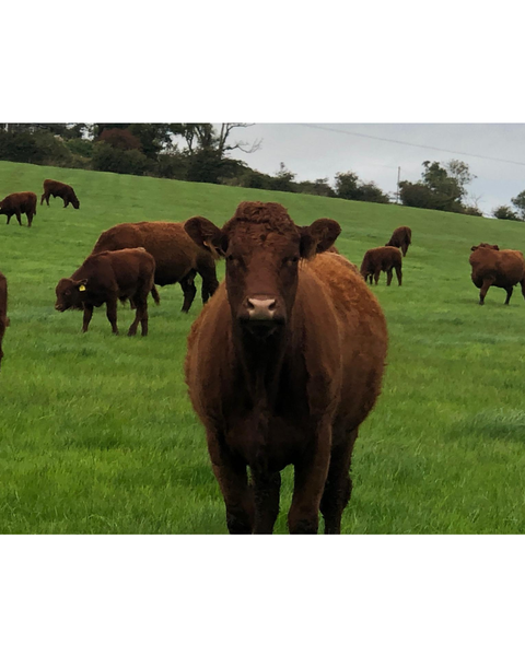 Picture of cows grazing in Co Antrim