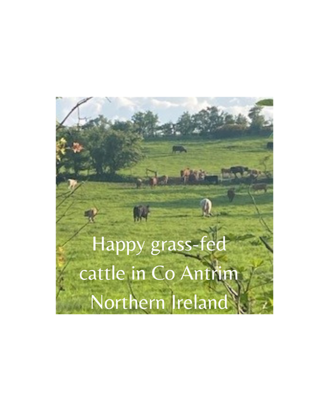 Cows grazing in Co Antrim