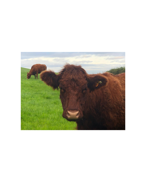 irish cow