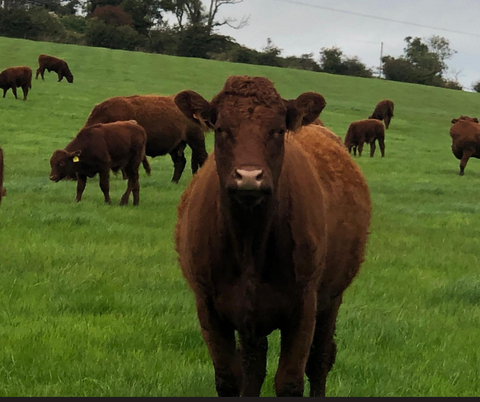 Photo of a local grass fed cow