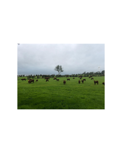 local irish cows healthy grazing