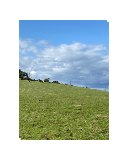 picture of green fields