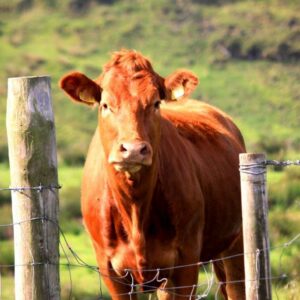 Irish cattle