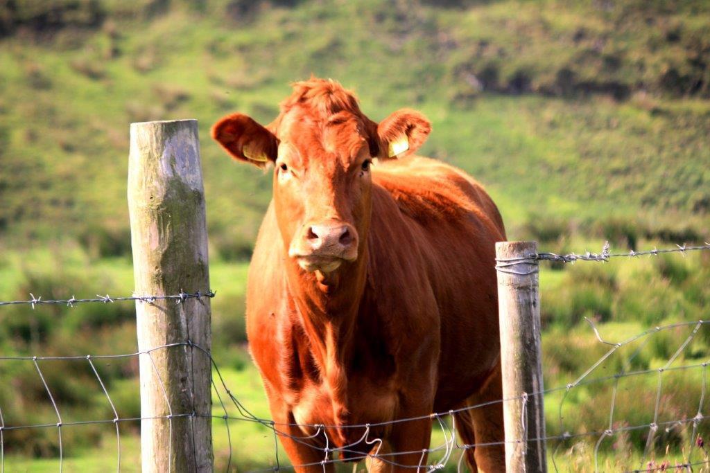Irish cattle