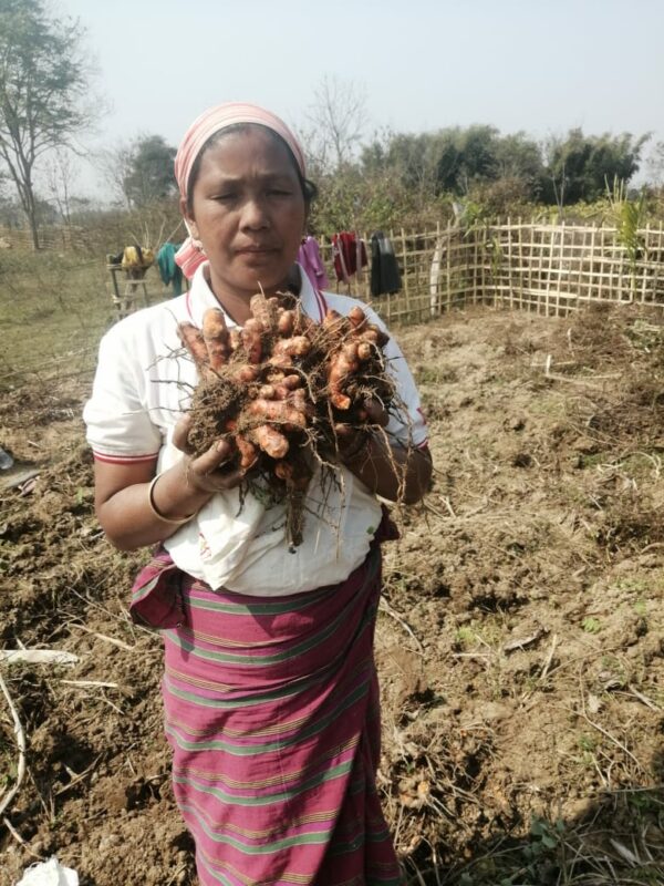 Turmeric Farmer in India