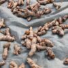 fresh turmeric root from India